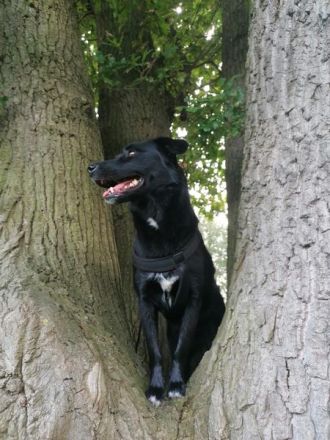 sportliche Pebbels sucht ihre Menschen