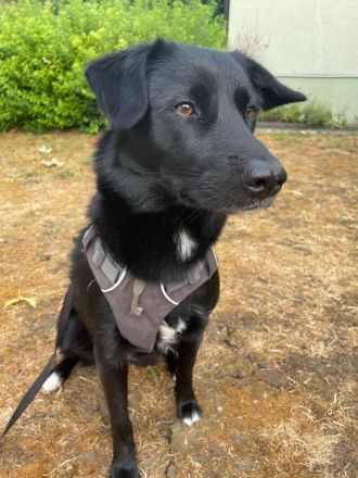 sportliche Pebbels sucht ihre Menschen