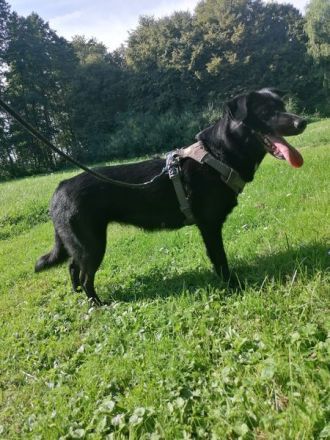 sportliche Pebbels sucht ihre Menschen