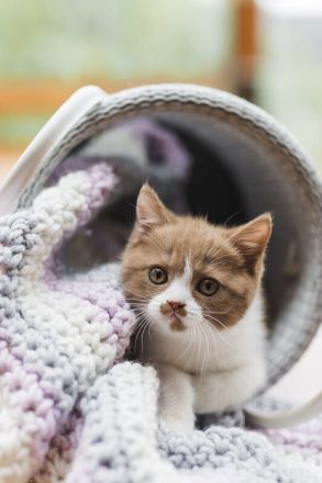 Britisch Kurzhaar Kitten