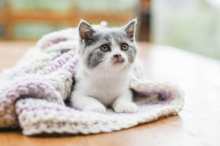 Britisch Kurzhaar Kitten