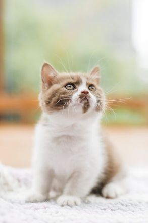 Britisch Kurzhaar Kitten