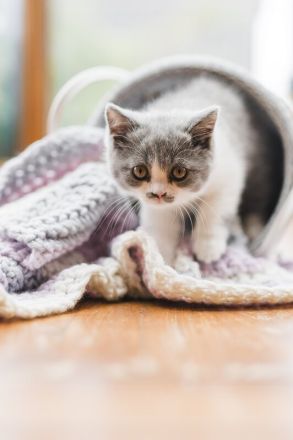 Britisch Kurzhaar Kitten