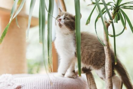 Britisch Kurzhaar Kitten