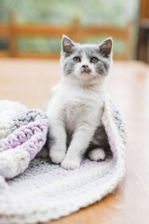 Britisch Kurzhaar Kitten