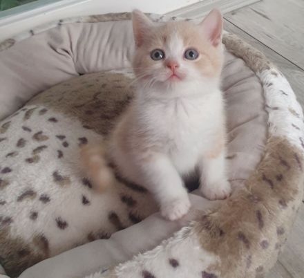 BKH Kitten