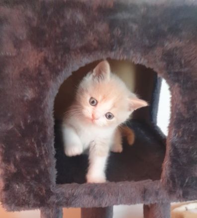 BKH Kitten