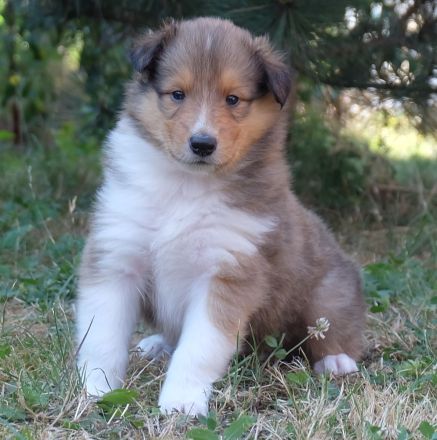 Collie Langhaar