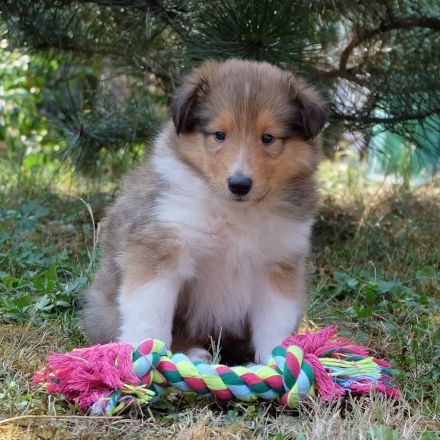 Collie Langhaar