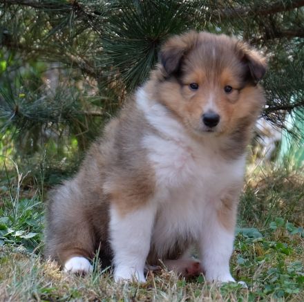 Collie Langhaar