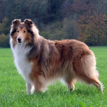 Collie Langhaar