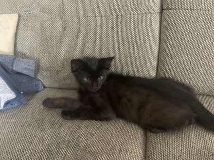 10 Wochen alte Bombay und Maine Coon Mischkätchen zu verkaufen!