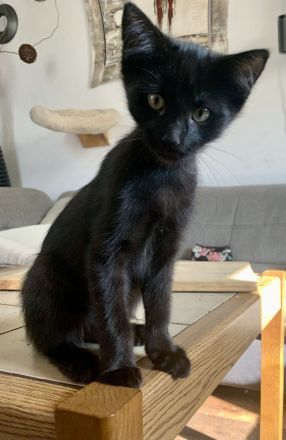 10 Wochen alte Bombay und Maine Coon Mischkätchen zu verkaufen!