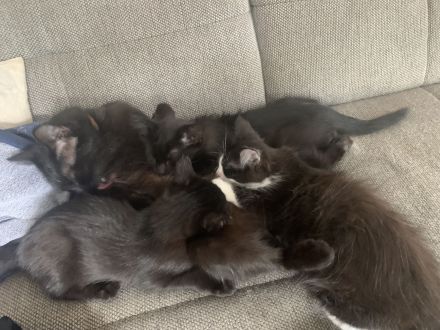 10 Wochen alte Bombay und Maine Coon Mischkätchen zu verkaufen!