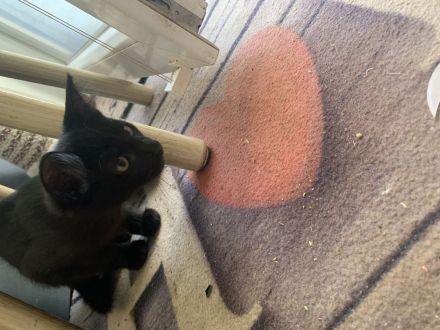 10 Wochen alte Bombay und Maine Coon Mischkätchen zu verkaufen!