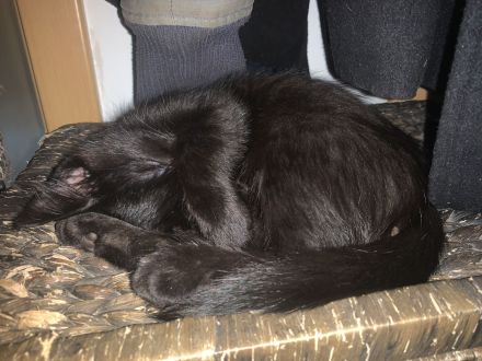 10 Wochen alte Bombay und Maine Coon Mischkätchen zu verkaufen!