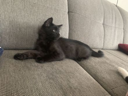 10 Wochen alte Bombay und Maine Coon Mischkätchen zu verkaufen!