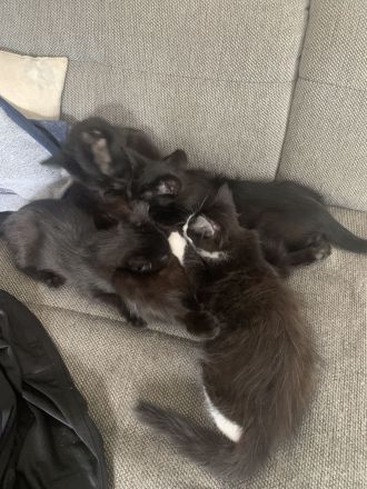 10 Wochen alte Bombay und Maine Coon Mischkätchen zu verkaufen!