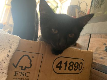 10 Wochen alte Bombay und Maine Coon Mischkätchen zu verkaufen!