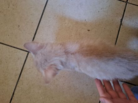 Rotes Katzenbaby Männchen