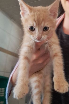 Rotes Katzenbaby Männchen