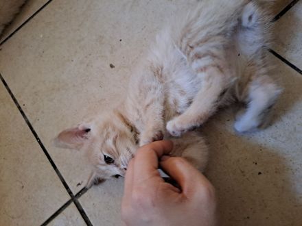 Rotes Katzenbaby Männchen