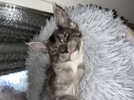 Maine coon kitten