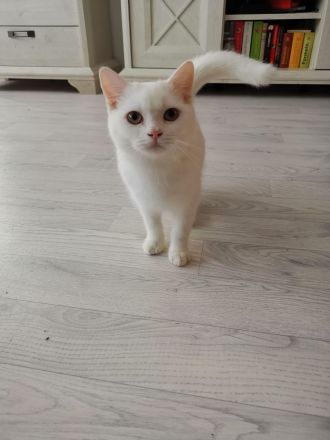 Reinrassige BKH/ BLH in Blue uns Weiß