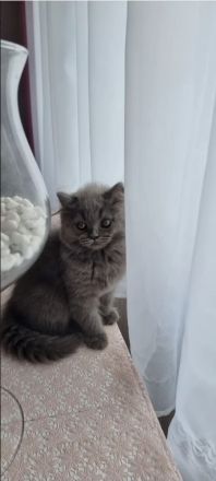 Reinrassige BKH/ BLH in Blue uns Weiß