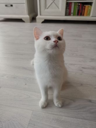 Reinrassige BKH/ BLH in Blue uns Weiß