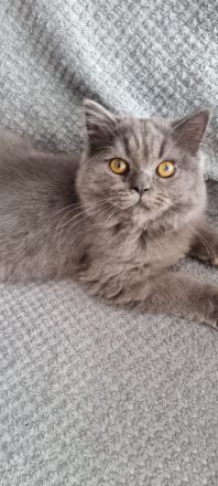 Reinrassige BKH/ BLH in Blue uns Weiß