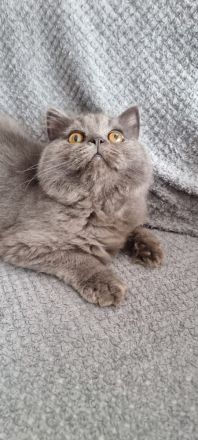 Reinrassige BKH/ BLH in Blue uns Weiß