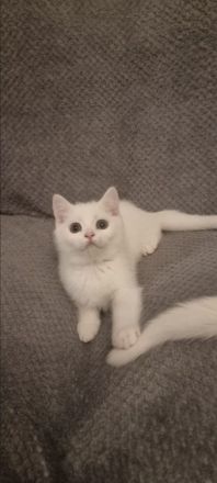 Reinrassige BKH/ BLH in Blue uns Weiß