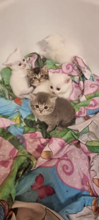 BKH Kitten in verschiedenen Farben