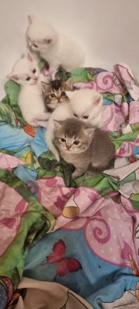 BKH Kitten in verschiedenen Farben