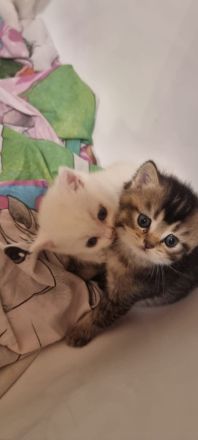 BKH Kitten in verschiedenen Farben