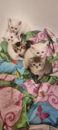 BKH Kitten in verschiedenen Farben