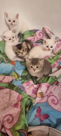 BKH Kitten in verschiedenen Farben