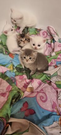 BKH Kitten in verschiedenen Farben