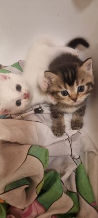 BKH Kitten in verschiedenen Farben