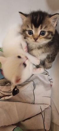 BKH Kitten in verschiedenen Farben