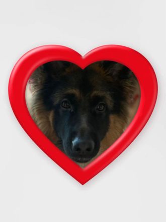 Deutscher Schäferhund (1 Jahr) mit Rasse-Echtheitszertifikat und Ahnentafel sucht neues Zuhause