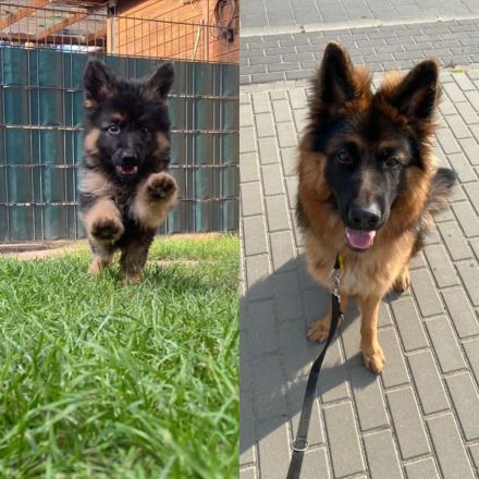 Deutscher Schäferhund (1 Jahr) mit Rasse-Echtheitszertifikat und Ahnentafel sucht neues Zuhause