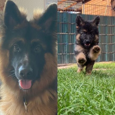 Deutscher Schäferhund (1 Jahr) mit Rasse-Echtheitszertifikat und Ahnentafel sucht neues Zuhause