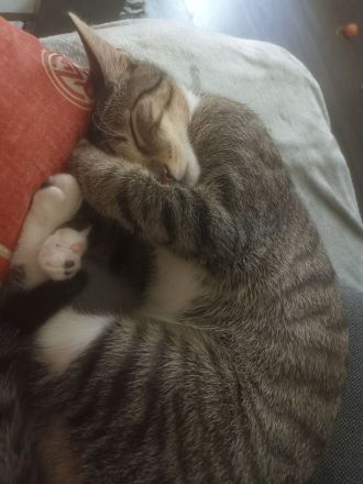 Verschmuster junger Kater in liebevolle Hände abzugeben