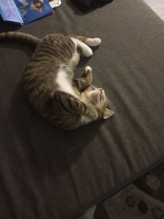 Verschmuster junger Kater in liebevolle Hände abzugeben