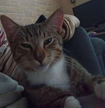 Verschmuster junger Kater in liebevolle Hände abzugeben