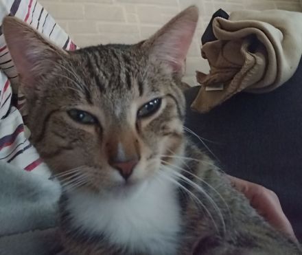 Verschmuster junger Kater in liebevolle Hände abzugeben