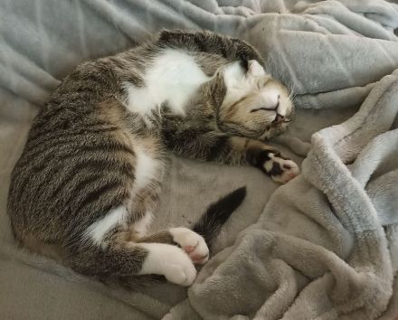 Verschmuster junger Kater in liebevolle Hände abzugeben