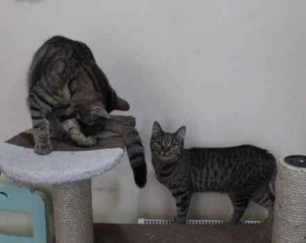 Summer möchte dein Herz erwärmen